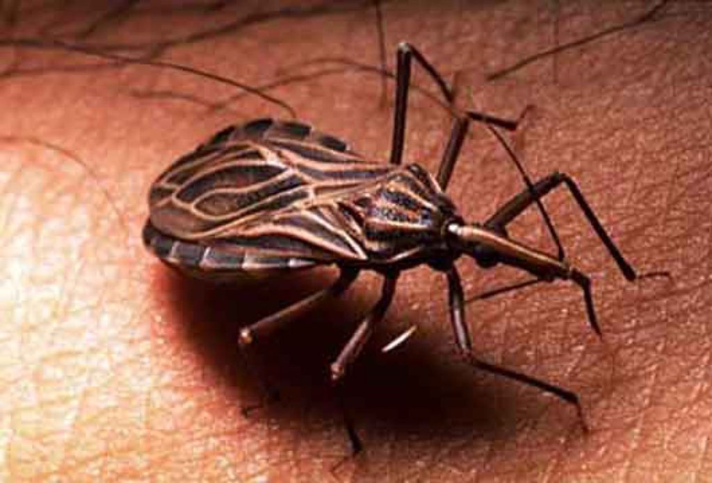 IME - Doença de Chagas